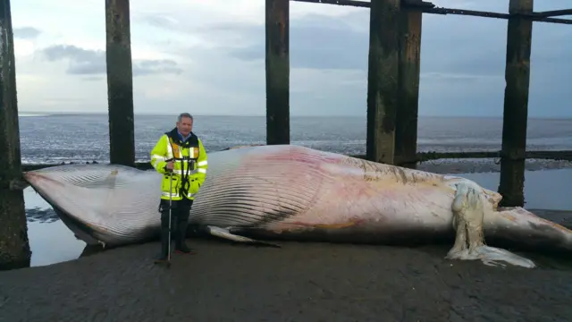 A man next to the dead whale