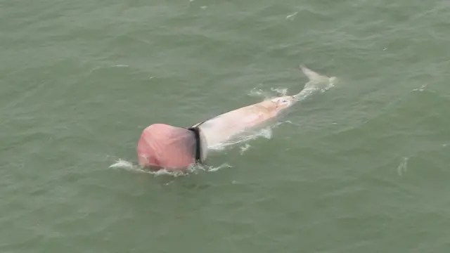 Dead minke whale