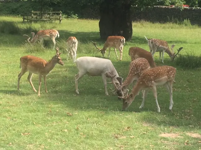 Deer at Bradgate Park