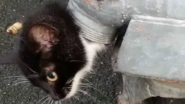 Cat stuck in bin