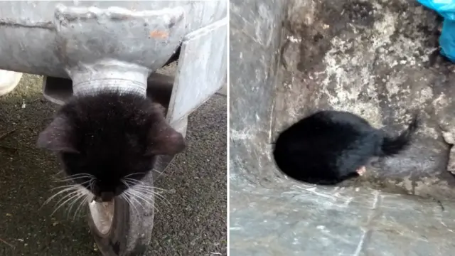 Kitten's head stuck in bin