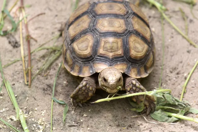 Tortoise