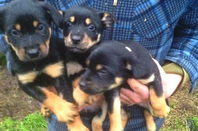 Australian Kelpie puppies