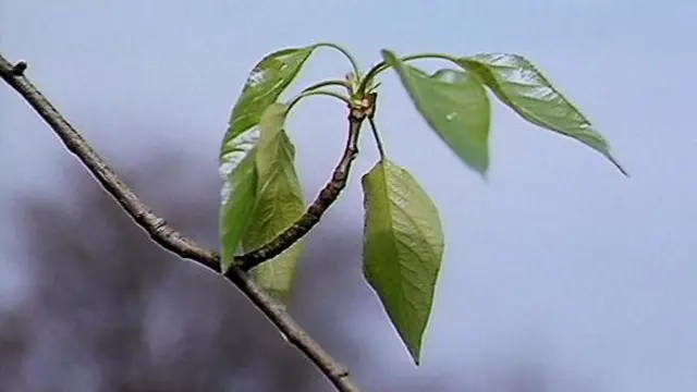 Leaves