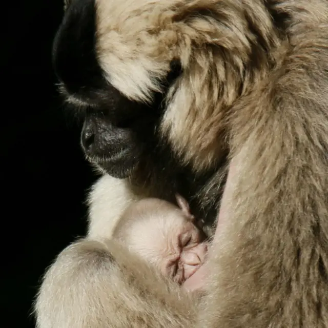 Pileated gibbon and baby. Pic: Mariam Haas via Paignton Zoo