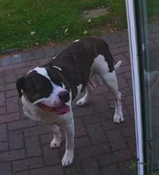 George, a brown and white bull dog type dog