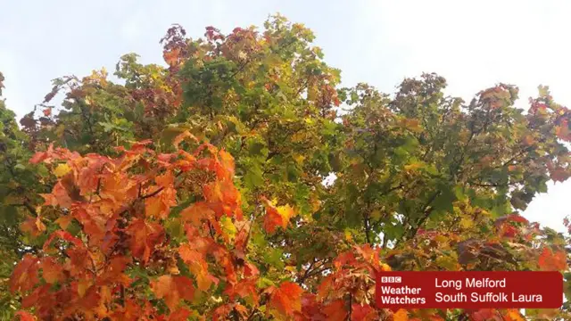Tree in Long Melford