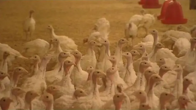 Turkeys inside a Bernard Matthews farm building