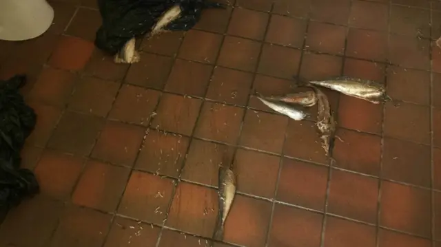 Fish in toilets. Pic: South Hams District Council