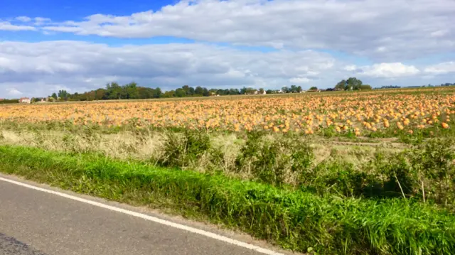 Pumpkins growing in a field