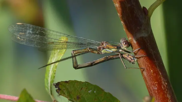 The Willow Emerald damselfly