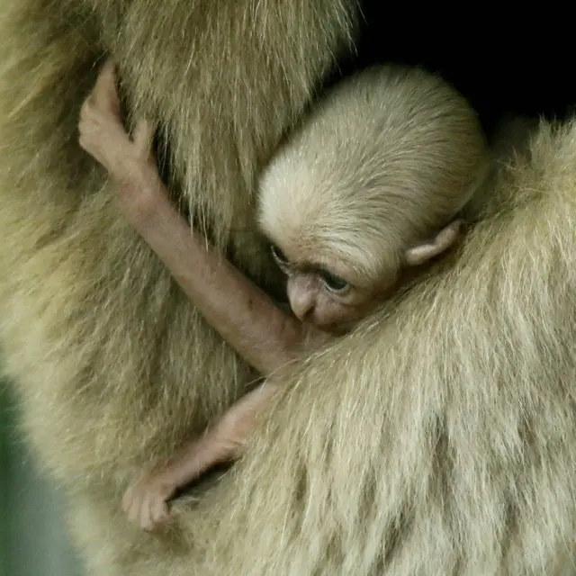 Pileated gibbon baby. Pic: Mariam Haas via Paignton Zoo
