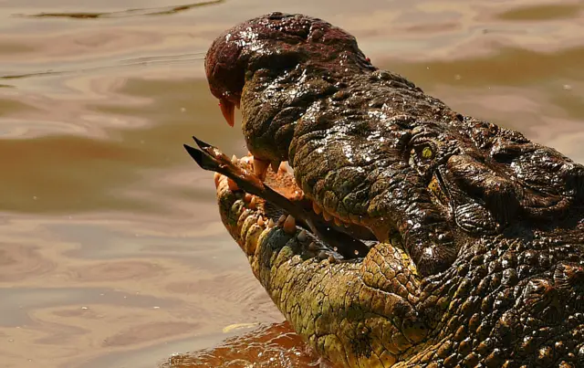 Crocodile