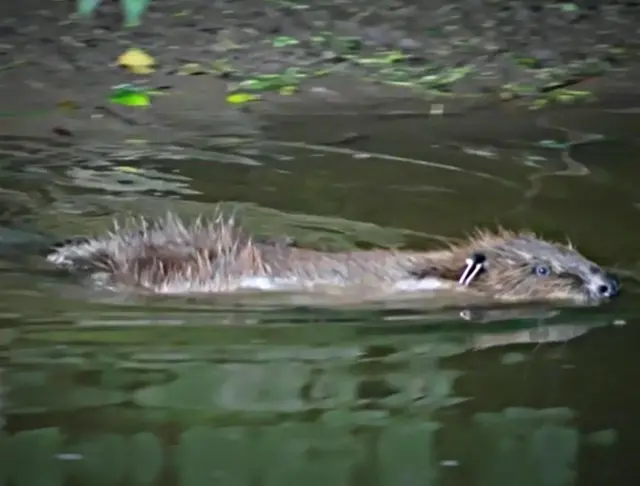 Beaver. Pic: Chris Townend/Wise Birding Holidays