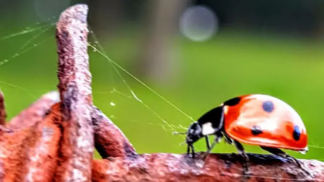 A ladybird at Tittensor on barbed wire