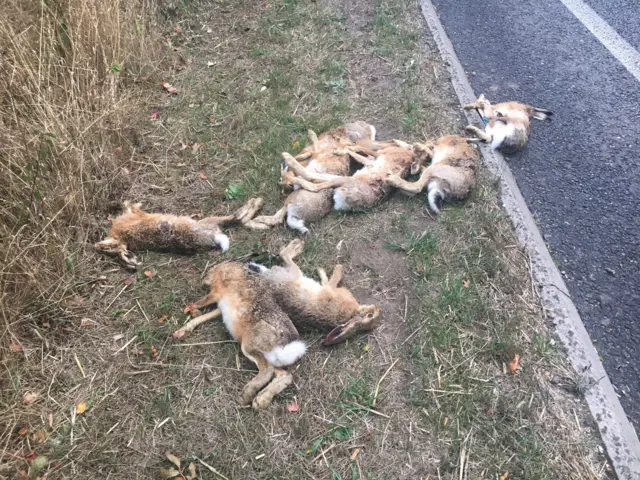 Dead hares