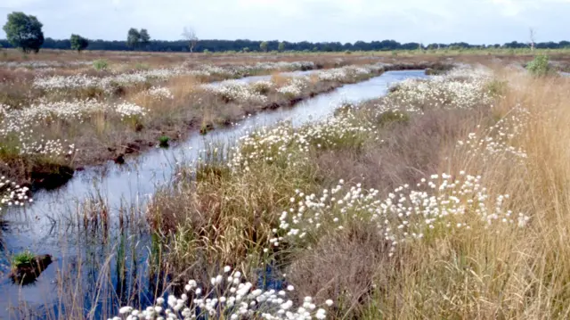 Bog land