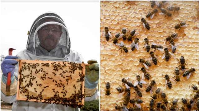 Bees and beekeeper