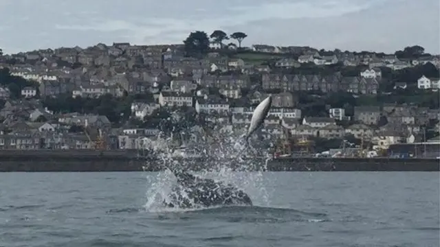 Dolphin and porpoise. Pic: Lizzie Warner