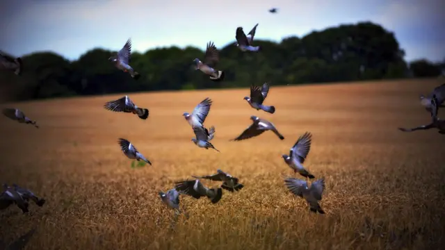 Birds over corn field in Keele