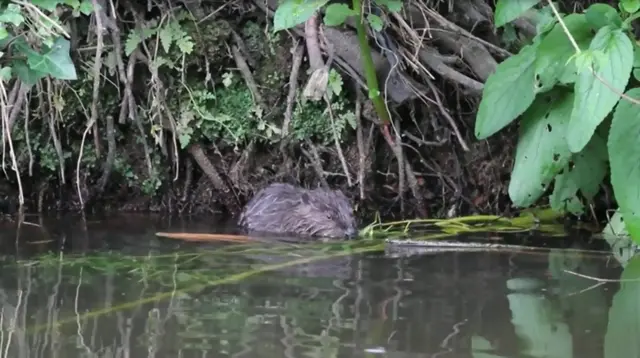 Beaver. Pic: Chris Townend/Wise Birding Holidays