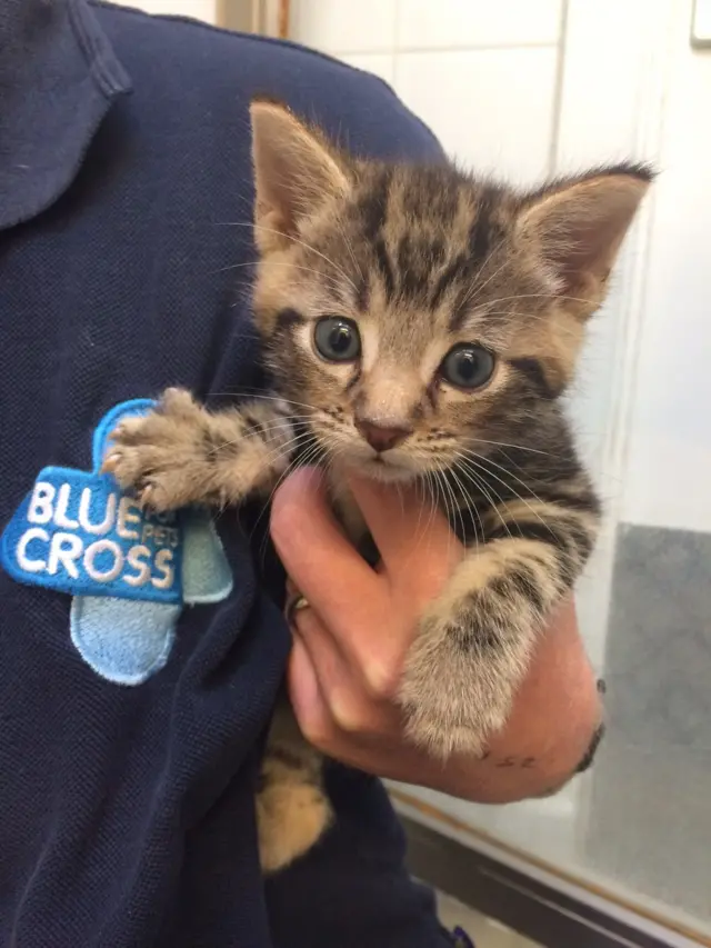 Abandoned kitten