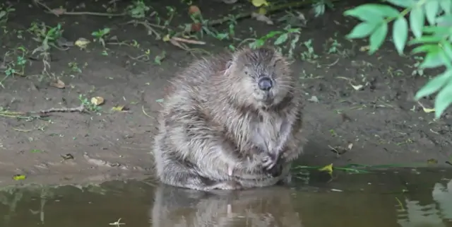 Beaver. Pic: Chris Townend/Wise Birding Holidays