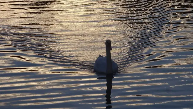 Swan swims serenely at sunset on Queens Park lake in Crewe