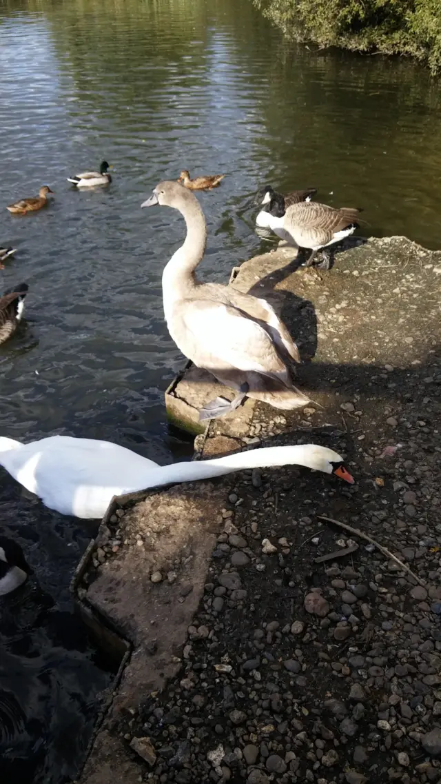 Swans