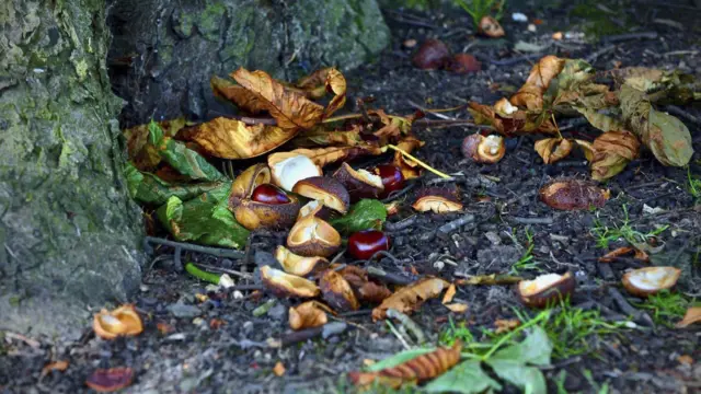 Conkers in Newcastle