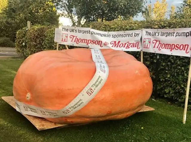 UKs largest pumpkin