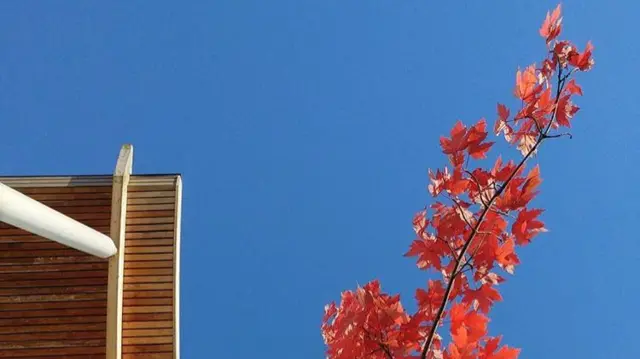 Red leaves on tree near City of Stoke-on-Trent Sixth Form College