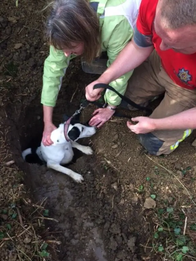 Dog rescue Warwickshire