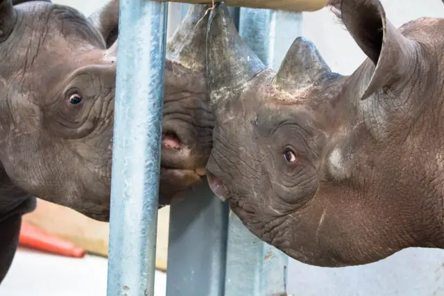Hodari and Dayo