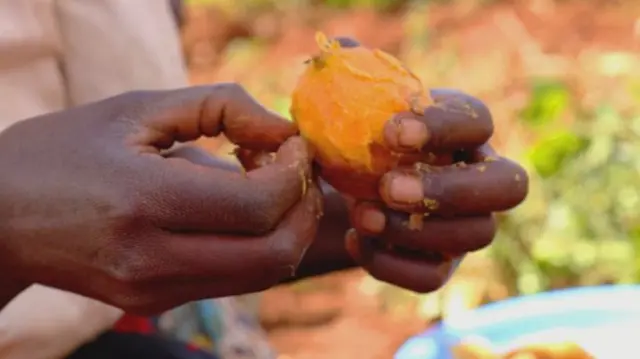 Someone peels a sweet potato