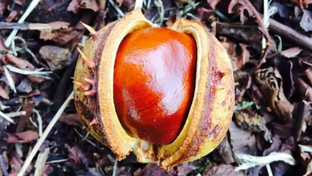 Conker at the horse chestnut tree in the grounds of St.Lawrence church in Gnosall