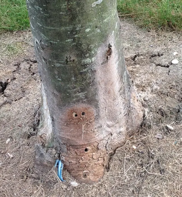 Vandalised trees