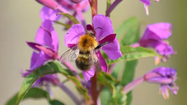 A bee feasts on nectar by the Nantwich Riverside Loop walk