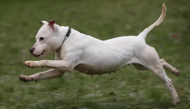 Bull terrier