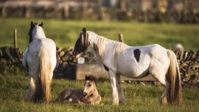 Horses in Peak District