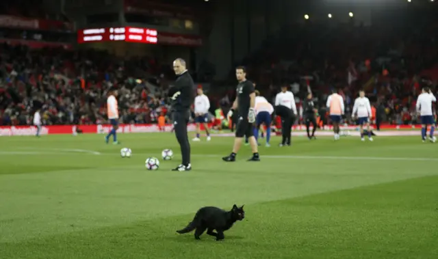 The Anfield Cat