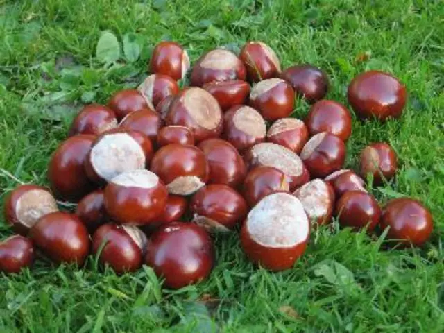 conkers