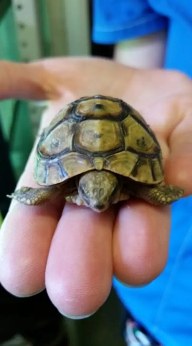 Terry the tortoise