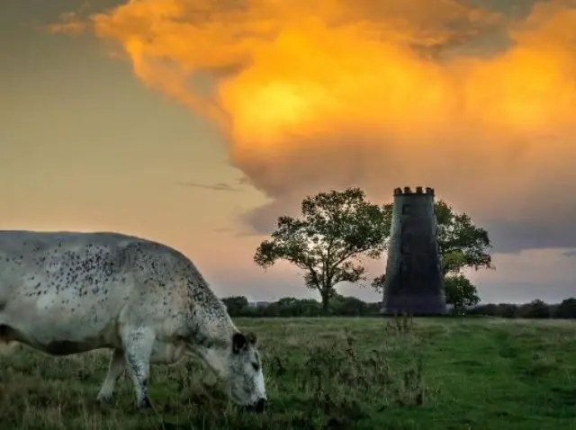 A cow eating grass near the Black Mill in Beverley with red clouds in the background