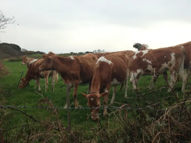 Guernsey cows.