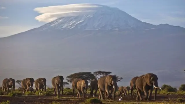 Kilimanjaro