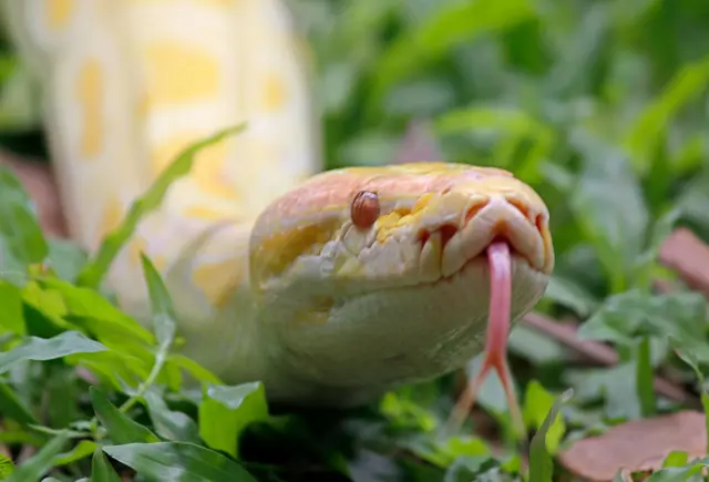 Snake