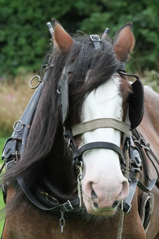 Big Lad the shire horse