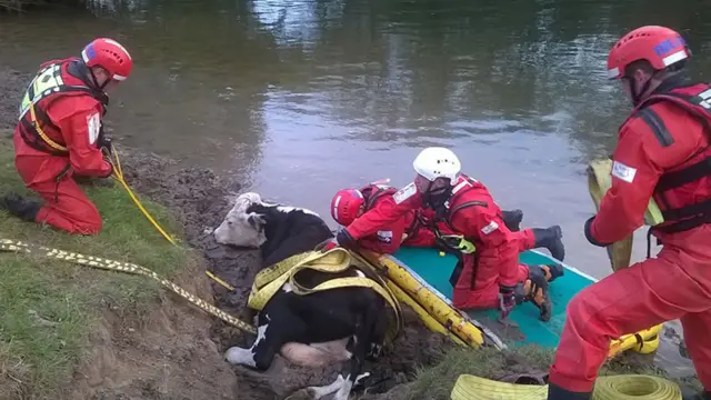 Cow rescue