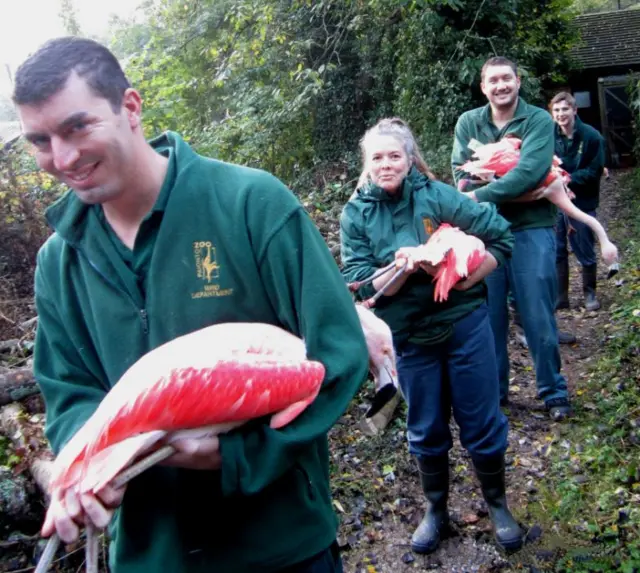 Paignton Zoo flamingo move. Pic: Paignton Zoo